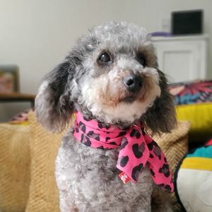 Pashmina fucsia para perro - accesorios para perro